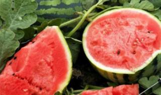 黑美人西瓜种植技术 黑美人西瓜种植技术